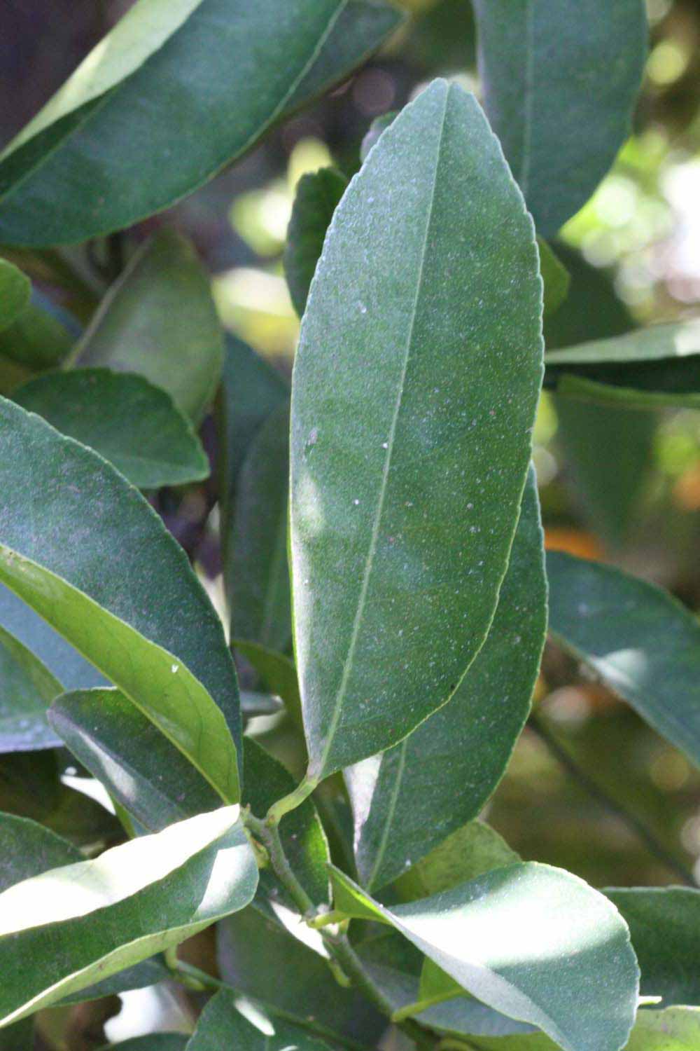              Unifoliolate leaf (Riverside, CA)       